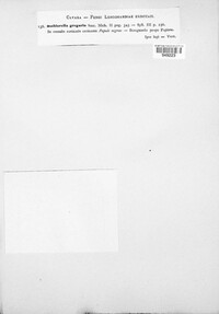 Neofusicoccum ribis image